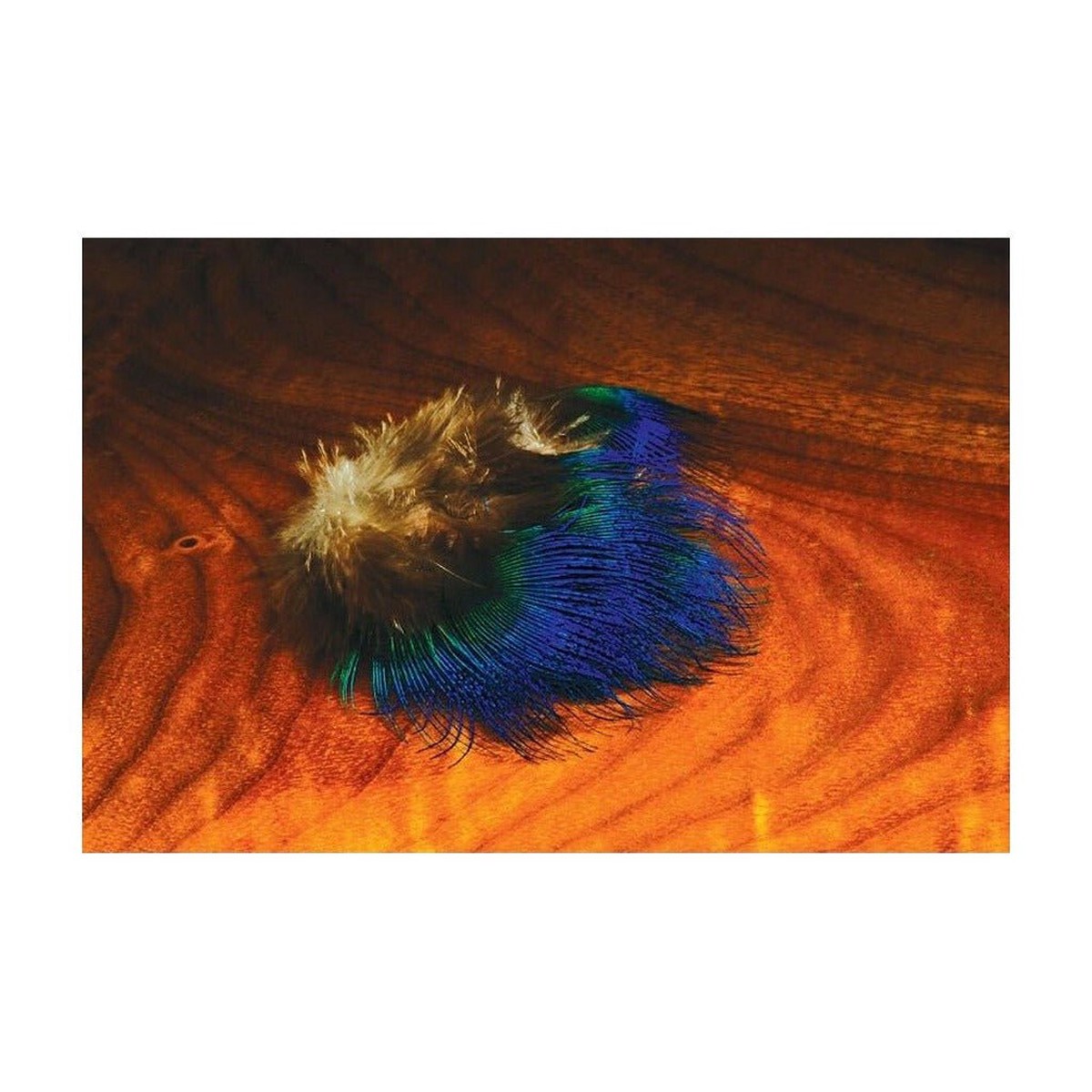 Blue Peacock Feathers