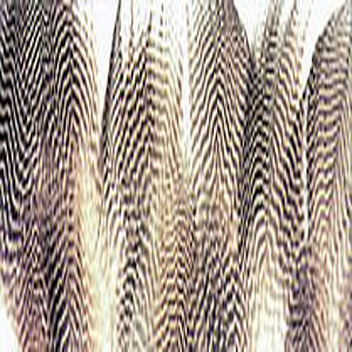 Gadwall Barred Flank