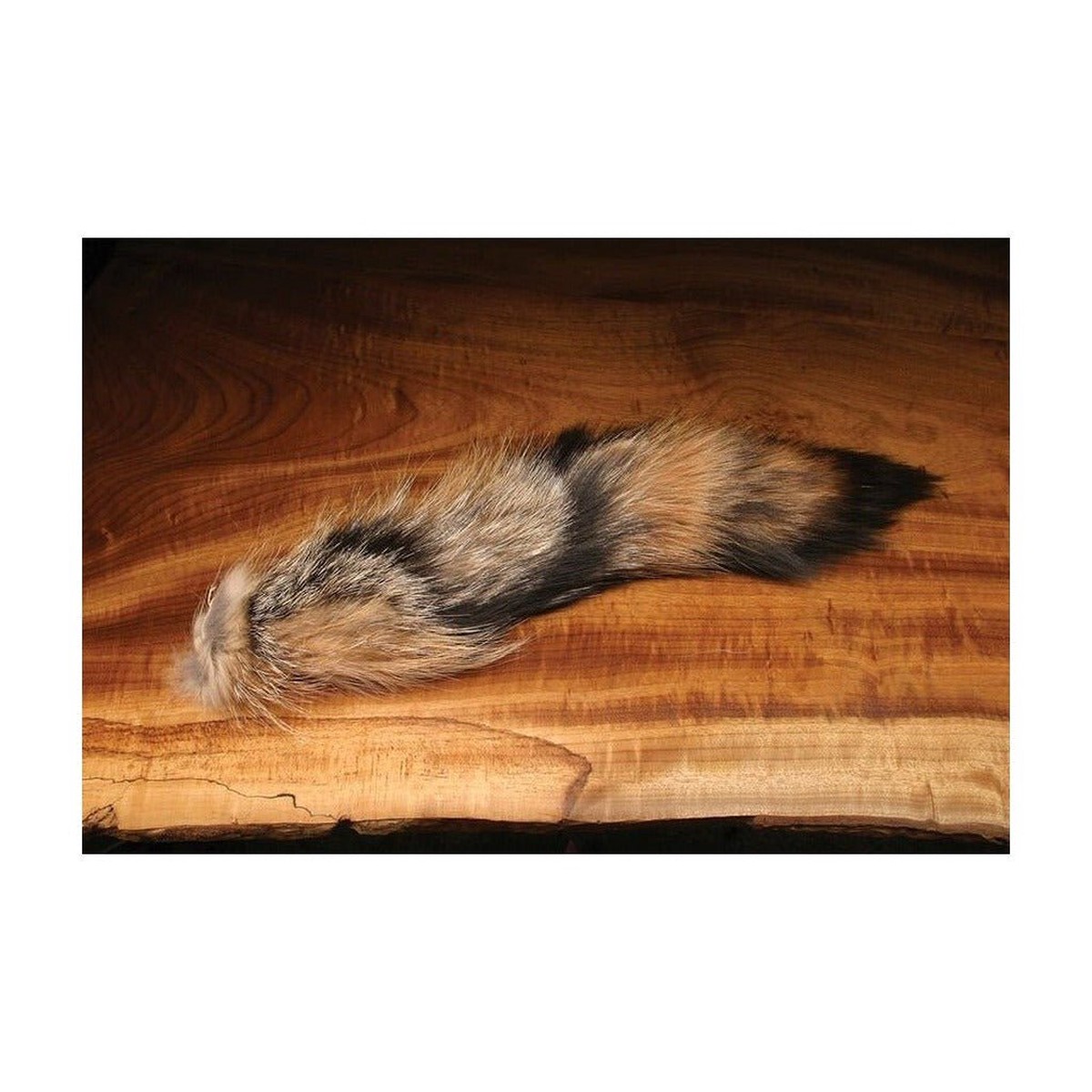 Complete Coyote Tail