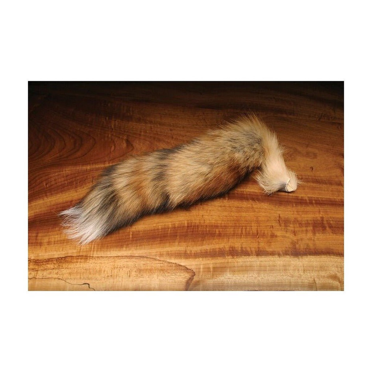 Complete Red Fox Tail