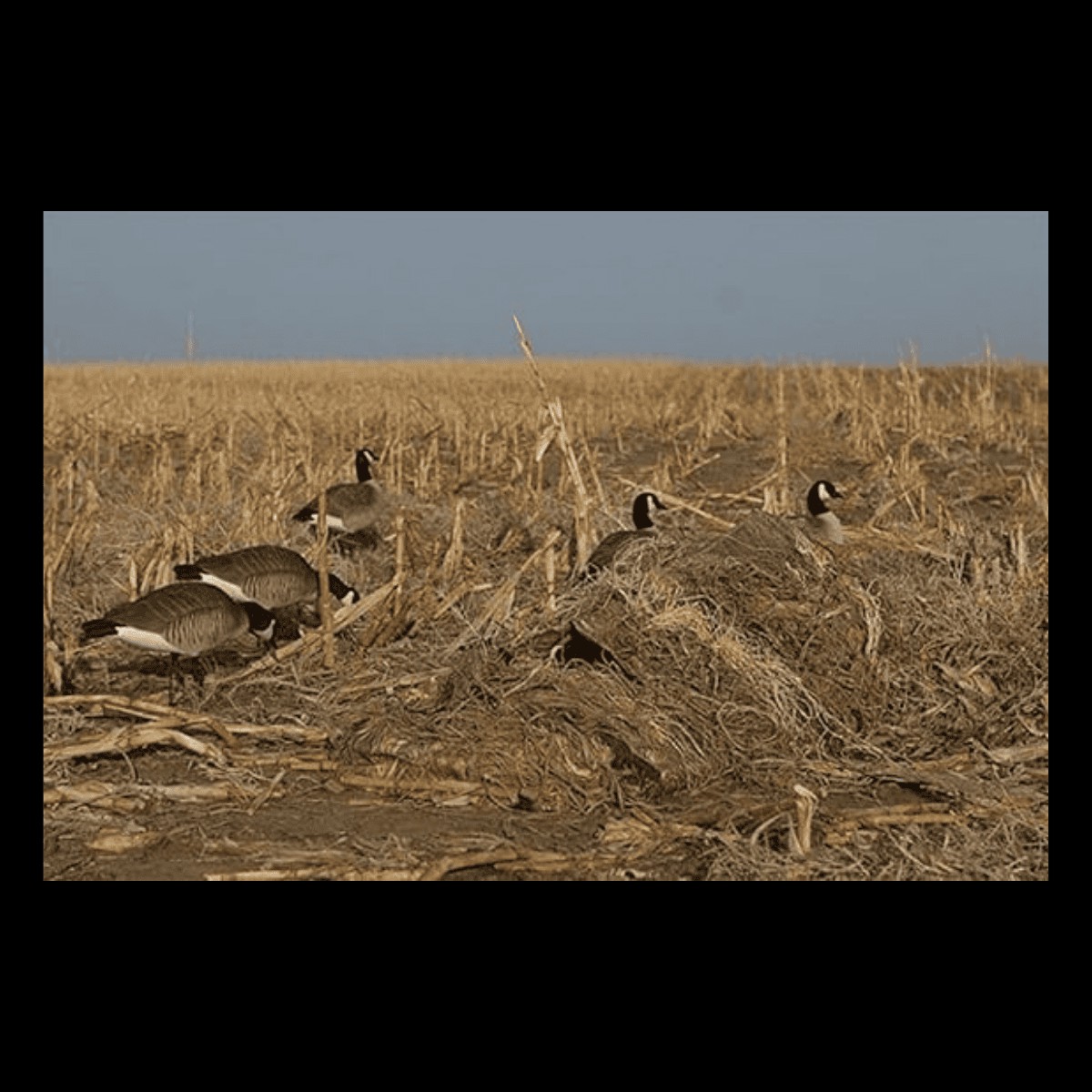 AVERY KILLERWEED LAYOUT BLIND KIT