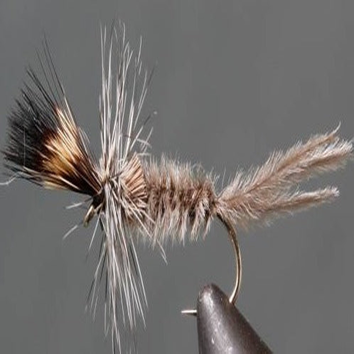 Crane Fly Larva - Grey
